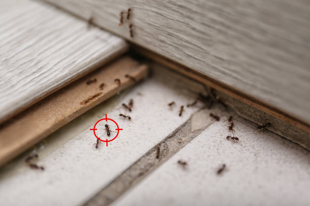 Best Pest Inspection Near Me  in Bondurant, IA